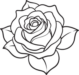 white rose isolated on black