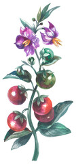 Bush tomato. Australian native plant. Watercolor hand drawing painted illustration.