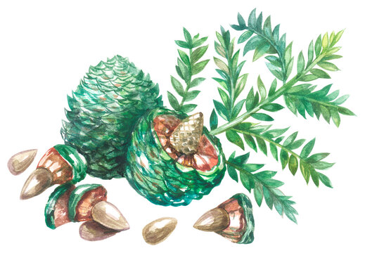 Bunya nuts. Australian native plant. Watercolor hand drawing painted illustration.