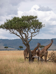Embark on a safari in Kenya. From the bustling city of Nairobi to the pristine jungles of Tsavo and Amboseli to the Masai Mara. this magical land seems to condense the essence of Africa