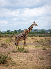 Embark on a safari in Kenya. From the bustling city of Nairobi to the pristine jungles of Tsavo and...