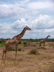 Embark on a safari in Kenya. From the bustling city of Nairobi to the pristine jungles of Tsavo and Amboseli to the Masai Mara. this magical land seems to condense the essence of Africa