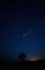 Comet streaks across star-filled sky above silhouetted tree.