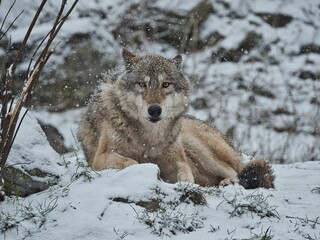timber wolf laying in snow