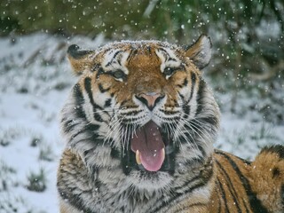 Sibirischer Tiger im Schnee gähnt