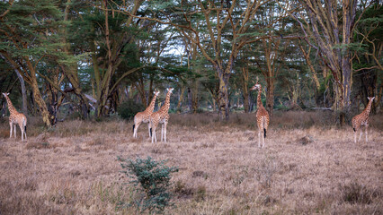 Embark on a safari in Kenya. From the bustling city of Nairobi to the pristine jungles of Tsavo and...