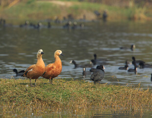  pair of Rudy Shelduck in Bharatpur Bird Sanctuary (Rajasthan, India). Rudy Shelducks migrate to Bharatpur sanctuary during winter.