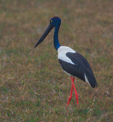 A Black-necked Stork in Bharatpur Bird Sanctuary (Rajasthan, India)