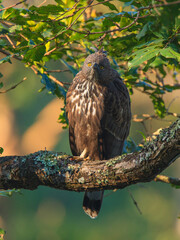 Changeable Hawk Eagle - photographed in BR Hills Sanctuary (Karnataka, India)