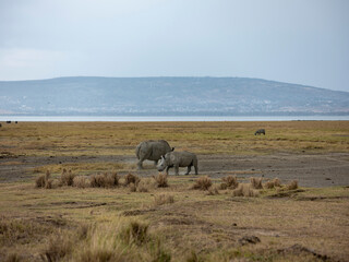 Embark on a safari in Kenya. From the bustling city of Nairobi to the pristine jungles of Tsavo and...