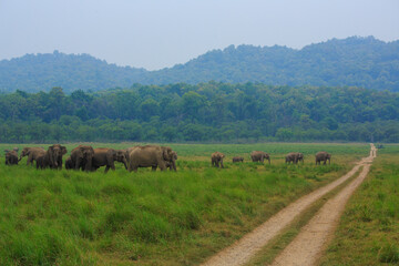 A large herd of Elephants crossing the safari track that traverses the Dhikala grassland area of...