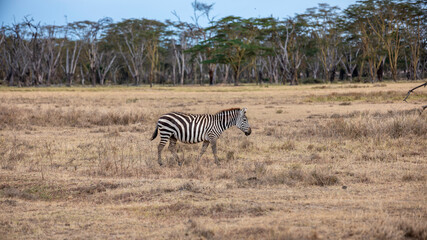 Embark on a safari in Kenya. From the bustling city of Nairobi to the pristine jungles of Tsavo and...