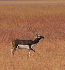 Blackbuck - a majestic anetelope - grazing in the grassland of Velavadar National Park (Gujarat, India)