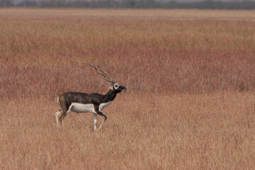 Blackbuck - a majestic anetelope - grazing in the grassland of Velavadar National Park (Gujarat, India)