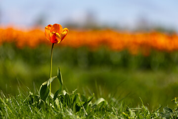 Single Orange Tulip in Front of a Blurred Tulip Field