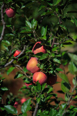 Succulent Apples growing in the trees - photographed in Sangla Valley (Himachal Pradesh, India)