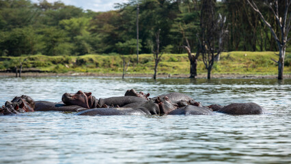 Embark on a safari in Kenya. From the bustling city of Nairobi to the pristine jungles of Tsavo and Amboseli to the Masai Mara. this magical land seems to condense the essence of Africa
