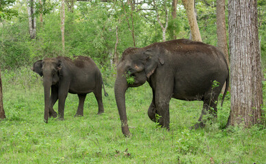 Fototapeta premium Wild Elephants - photographed from a safari vehicle in Kabini (Nagarhole National Park, Karnataka, India)