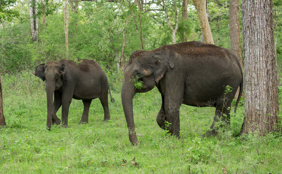 Wild Elephants - photographed from a safari vehicle in Kabini (Nagarhole National Park, Karnataka, India)