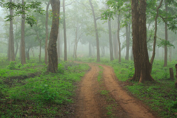 View of a wonderful forest trail in a misty winter morning