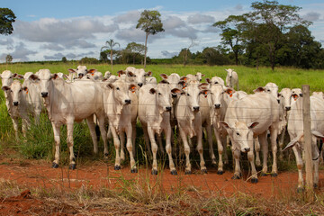 Obraz premium Um pequeno rebanho de gado bovino no pasto de uma fazenda.