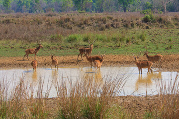A herd of Barasinghas (Hard Ground Swamp Deers) drinking from a water body inside Kanha National Park (India)