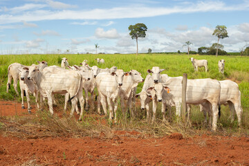 Obraz premium Um rebanho de gado nelore em pasto de uma fazenda no interior de Goias