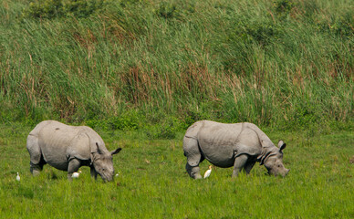 Two One-Horned Rhinos grazing in the grassland of Kaziranga National Park © Sandipan