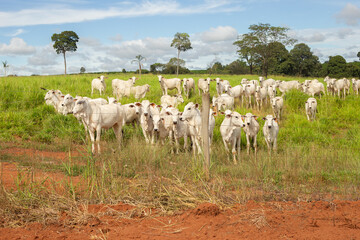 Um pequeno rebanho de gado bovino nelore em pasto na fazenda no interior de Goias.