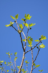 Springtime. Fig tree branches with leaves and new fruit against blue sky