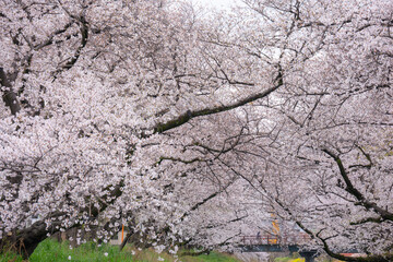 The Sakura cherry blossom season in Japan