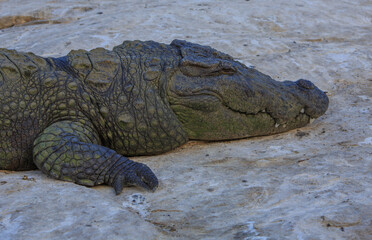 A Mugger Crocodile basking in the sun - in Ranganathittu Bird Sanctuary (Karnataka, India)