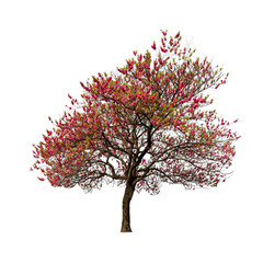 Obraz premium The Sakura tree cherry blossom isolate on white background