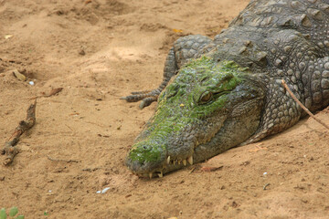 A Crocodile in Madras (Chennai) Crocodile Park near Mahabalipuram, Tamil Nadu, India