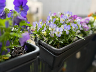 Beautiful blooming pink purple and blue Viola Cornuta pansy flowers in decorative flower pot in balcony terrace garden close up