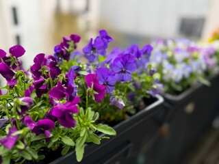 Beautiful blooming purple, pink and blue Viola Cornuta pansy flowers in decorative flower pot in balcony terrace garden close up