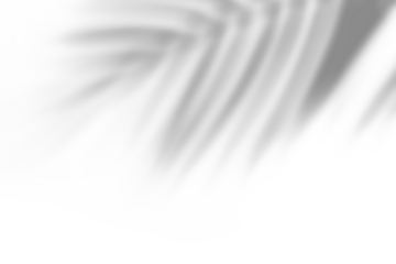 Palm leaf shadow overlay effect,tropical leaves shadows isolated on transparent png background 