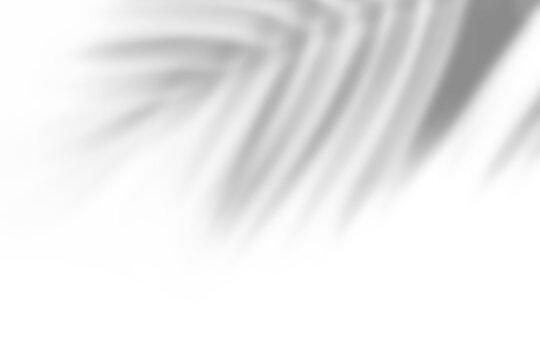 Palm leaf shadow overlay effect,tropical leaves shadows isolated on transparent png background 