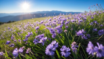 Fototapeta premium Purple Wildflowers Blooming on Hillside with Mountains and Clear Sky