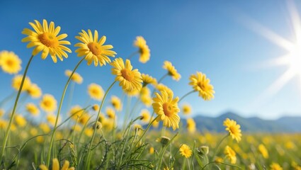 Fototapeta premium Yellow Daisies Blooming in a Field Under Bright Blue Sky