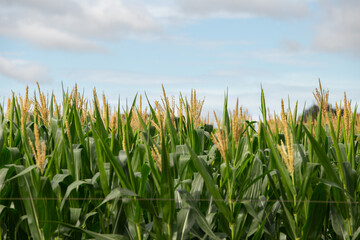 Close up em um milharal verde e fresco, com céu ao fundo.