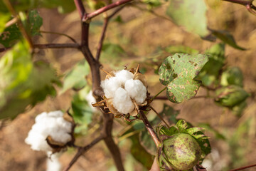 Um algodoeiro com flocos de algodão maduros.