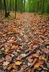 Crisp brown leaves and twigs strewn across a forest trail, forest, branches