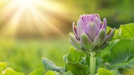 Obraz premium Artichoke Flower Blooming in a Lush Green Field Under Soft Morning Sunlight