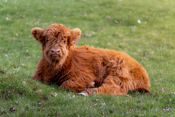Baby highland cow in the grass