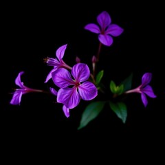 Intense purple blooms against a deep black backdrop, black background, gothic
