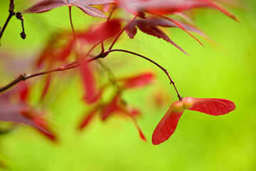 Detail of leaves and winged seeds of japanese red maple