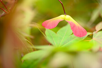 Detail of leaves and winged seeds of japanese red maple
