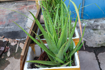 Aloe Vera in Concrete Planter by Blue Wall