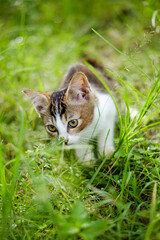 kitten playing on grass